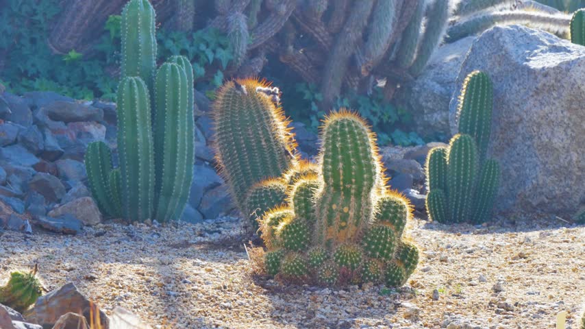 Rocky desert ground with cactus