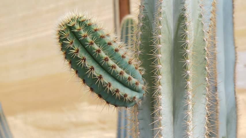 Cactus stump on the desert