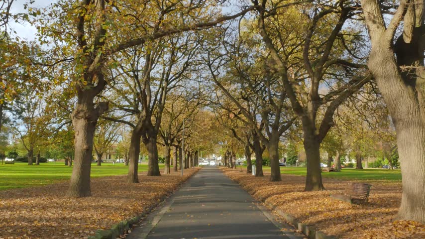 Park path under autumn trees