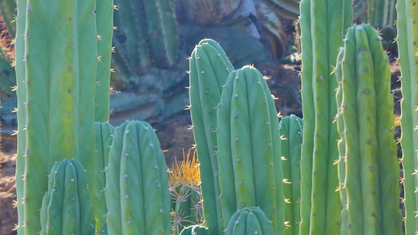 Cactus spikes in the desert