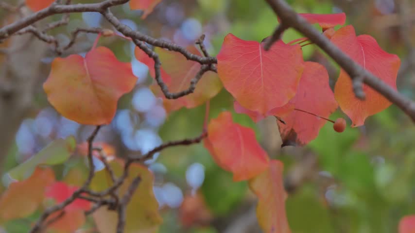 Autumn trees with changing leaves