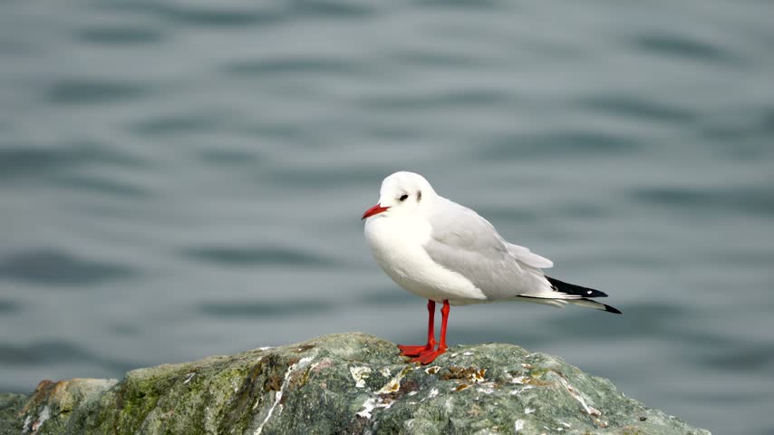Footage of black-headed gull perched on a rock.