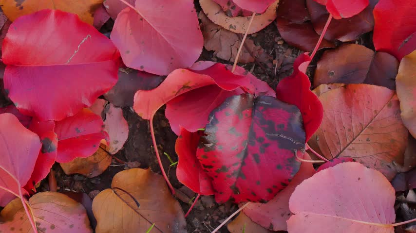 Red autumn leaves on the ground