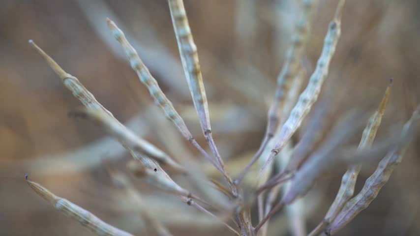 Rapeseed seeds in a pod. The top of the plant with dry pods before harvesting. Macro
