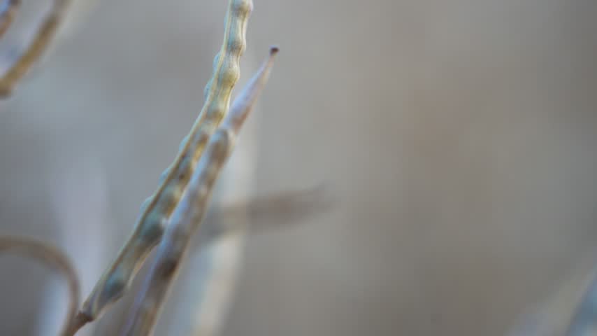 Rapeseed seeds in a pod. The top of the plant with dry pods before harvesting. Macro