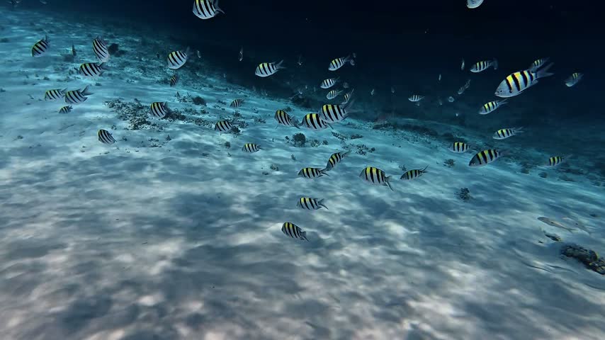 School of sergeant major fish swimming over sandy ocean floor