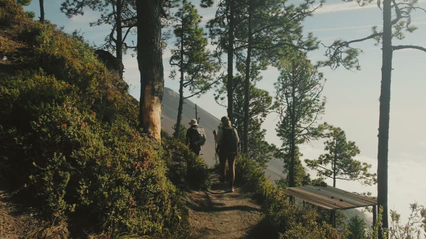 Adventurers hike a forested mountain trail near Fuego Volcano on Guatemala’s Acatenango route. Morning sunlight filters through tall pine trees, creating a dynamic, scenic journey.