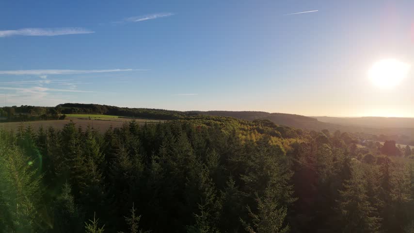 Pine forest in rural landscape