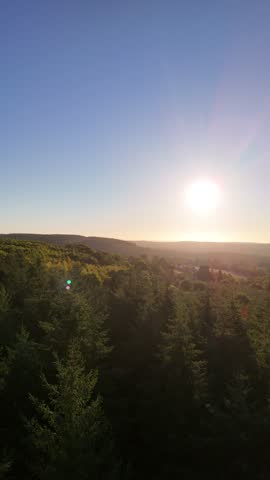Pine forest in rural landscape