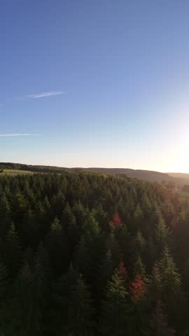 Pine forest in rural landscape