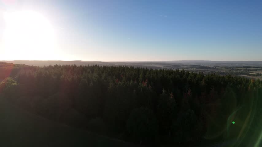 Pine forest in rural landscape
