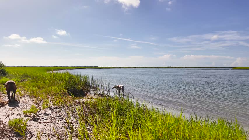 A white greyhound and brown boxer wander along a sandy marsh shoreline in the morning light, exploring the quiet tidal landscape near Rich Inlet, North Carolina.