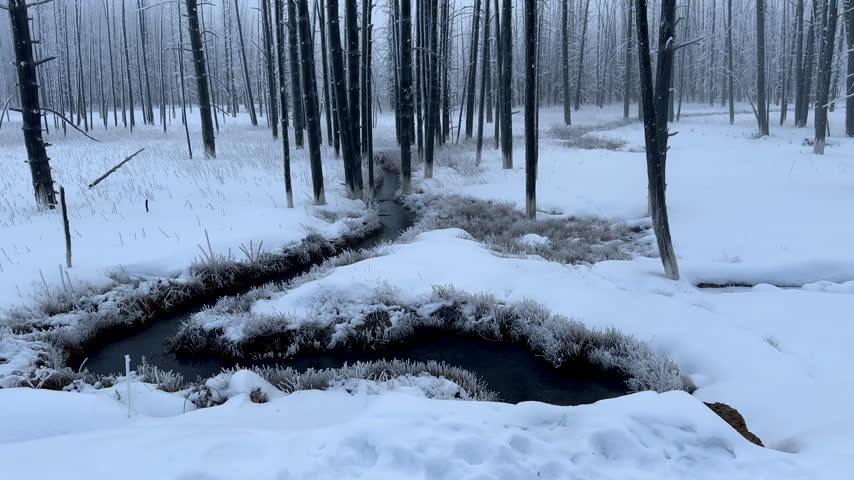 A Scan from Bottom to Top of a Forest of Dead Lodgepole pine trees, known as Bobby Socks Trees in the Snow in Yellowstone National Park in Winter