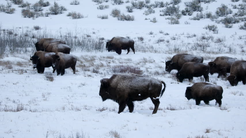 A Herd of 11 Bison Walks and Grazes on a Snowy Hillside in Yellowstone National Park in Winter