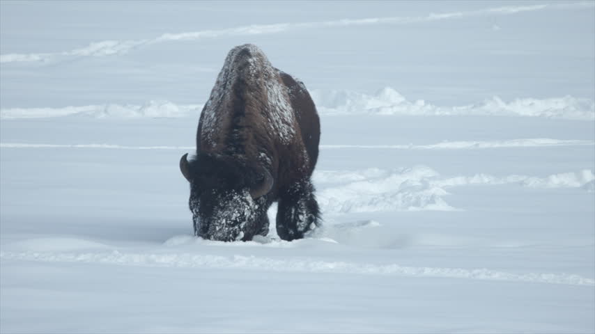 A Bison in Yellowstone National Park in Winter pushes the snow with his Head looking for Food, then Looks Up