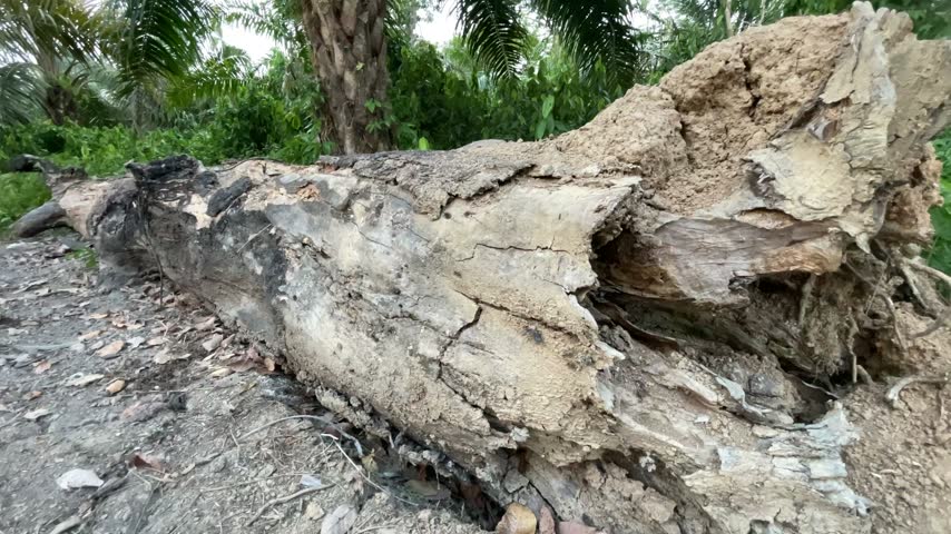 An old tree fell during the dry season