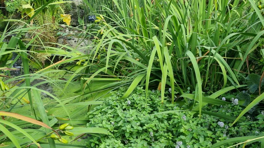 Small Waterfall and Pond with Rocks and Aquatic Plants in Botanical Garden