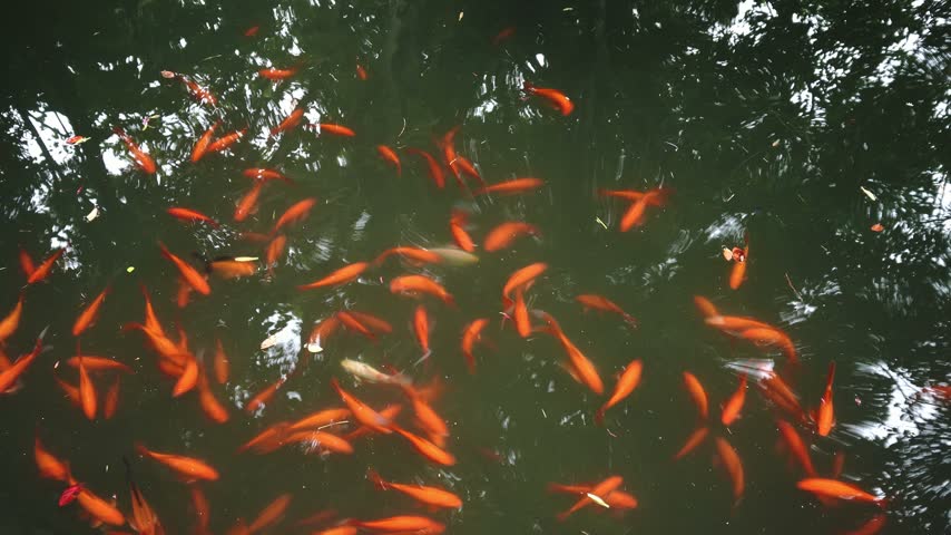 Numerous vibrant orange goldfish swim actively in dark, reflective pond water, viewed from directly above with surface reflections and floating debris