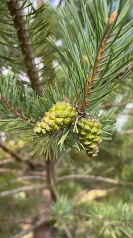 Close up of young green pine cones on a branch among sharp needles of a pine tree swaying in the wind. Vertical video