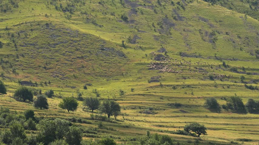 Sheep grazing on a rocky hillside on a sunny day with clouds drifting across the sky.