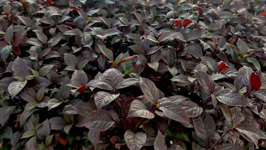 This striking stock photograph presents a lush, dense carpet of dark purple and burgundy foliage, a plant often recognized as Alternanthera or Bloodleaf, flourishing beautifully in a natural outdoor garden environment. The close-up perspective meticulously captures the complex structure of the leaves, highlighting their distinctive ribbed texture and the vivid reddish-pink veins that contrast sharply against the darker surface. Sturdy, vibrant red stems weave through the rich, deep green and purplish leaves, creating a stunning and intricate tapestry of color that draws the eye. Natural sunlight gently bathes the scene, catching the glossy sheen of the foliage and casting soft shadows that enhance the three-dimensional depth and the overall density of the plant grouping. Sharp focus across the foreground and middle ground allows for a thorough appreciation of the fine botanical details, emphasizing the organic rhythm and visual weight of this vibrant plant. This high-resolution image serves as an incredibly versatile asset, ideally suited for use as an eye-catching background, website header, digital wallpaper, or textured graphic design element. It proves to be an excellent choice for landscaping portfolios, botanical publications, gardening blogs, and seasonal marketing campaigns that require a rich, dramatic, and sophisticated color palette. Graphic designers, digital marketers, and content creators will discover this photograph to be invaluable for projects demanding deep, jewel-toned aesthetics or a grounding, natural foundation. Whether utilized for autumn-themed promotions, elegant invitations, or contemporary digital art, this captivating image brings a profound sense of depth, vitality, and organic elegance to any visual creation. Its unique color scheme and dense composition make it a standout selection for adding a touch of dark tropical beauty and refined natural texture to diverse creative endeavors. The beautiful array of colors provides a perfect backdrop for text overlays