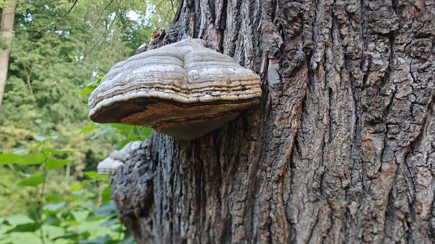 Large wood-decay bracket fungus growing on an old tree trunk