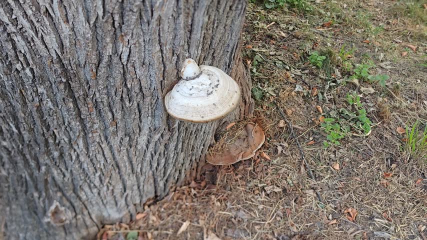 Wood-decay bracket fungus growing on an old tree trunk in woodland