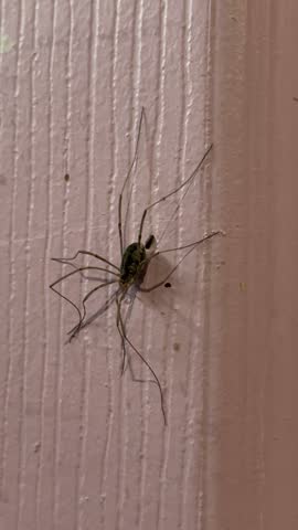 Close Up of a Daddy Long Legs Spider Resting on a Closet Door Inside a Home