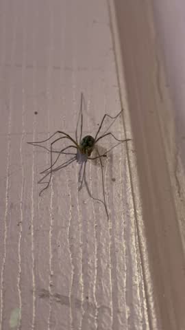 Close Up of a Daddy Long Legs Spider Resting on a Closet Door Inside a Home
