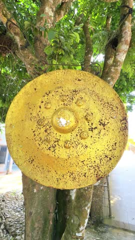 A yellow disc is attached to a tree, showing its texture and the greenery and stones around. The setting appears to be outdoors.