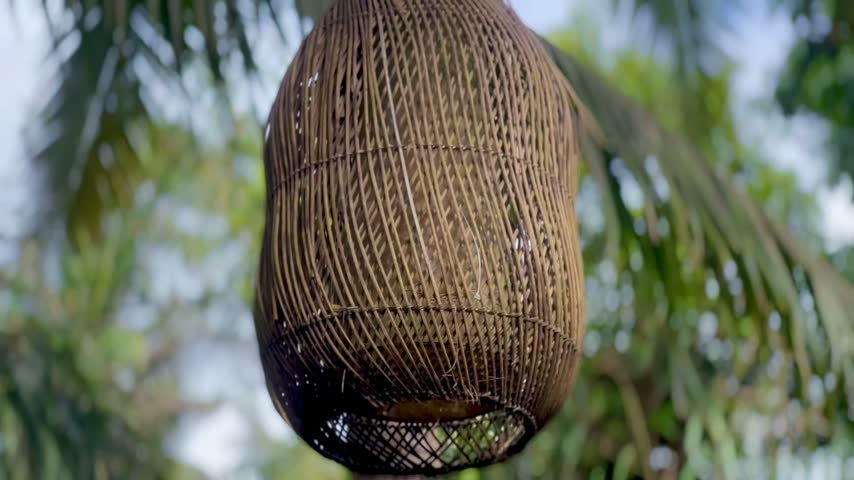 Aerial footage of traditional rice terraces surrounded by coconut palms and tropical forest.