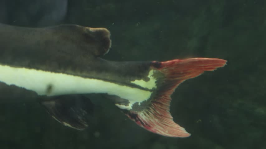 Close-up of redtail catfish tail swimming underwater