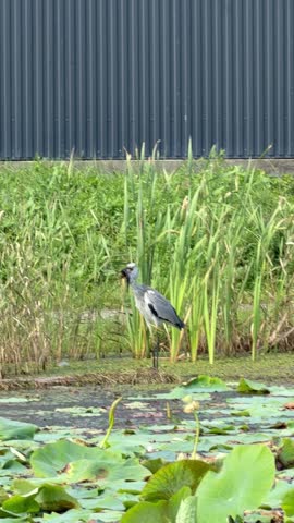 Heron standing in wetland holding a large fish, successful hunting moment, natural wildlife scene.