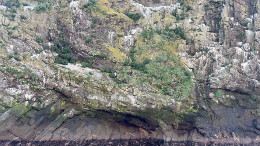 Close-up of weathered rock face with moss and lichen, textured natural surface, detailed geological study.
