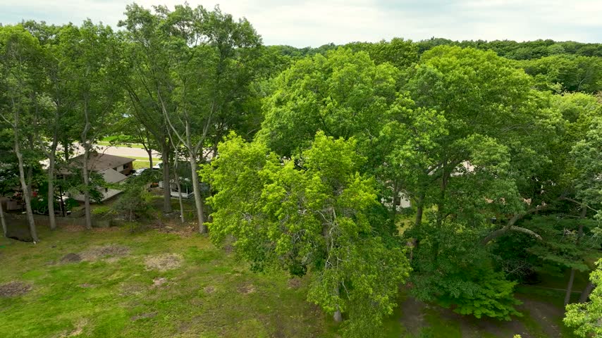 Pushing toward abundant Michigan Oak trees in Summer.
