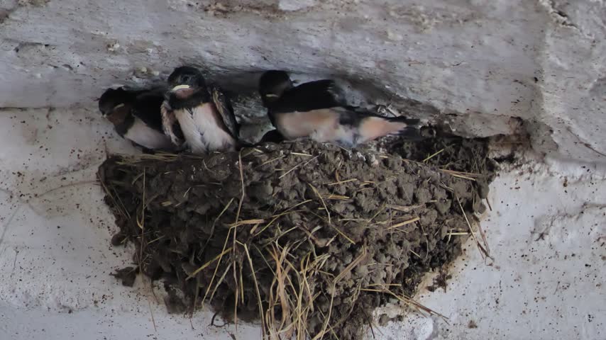 Barn swallow fledglings resting in a mud nest, waiting for parents on a farm