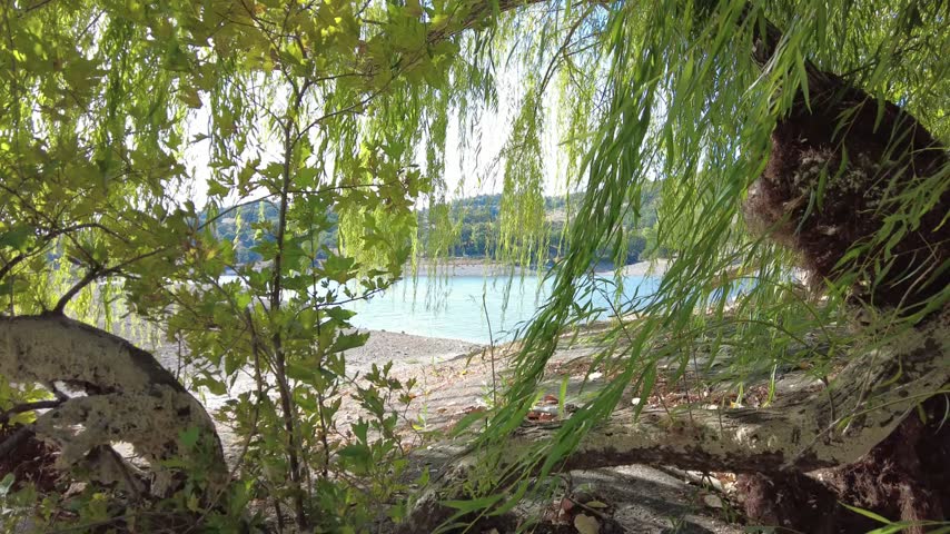 A peaceful pond landscape featuring a graceful willow tree by the water, surrounded by lush green vegetation and calm reflections. A serene natural scenery capturing the beauty, tranquility, and relaxing atmosphere of the outdoors.