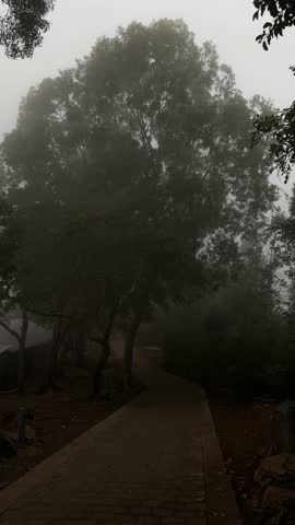 A foggy pathway surrounded by tall trees. The scene is shrouded in mist, creating a mysterious atmosphere. The ground is paved with bricks.
