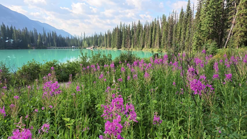 Fireweed wildflowers blooming along the shoreline of turquoise Emerald Lake, reflecting the surrounding spruce and fir forest and distant mountains in Yoho National Park, British Columbia, Canada
