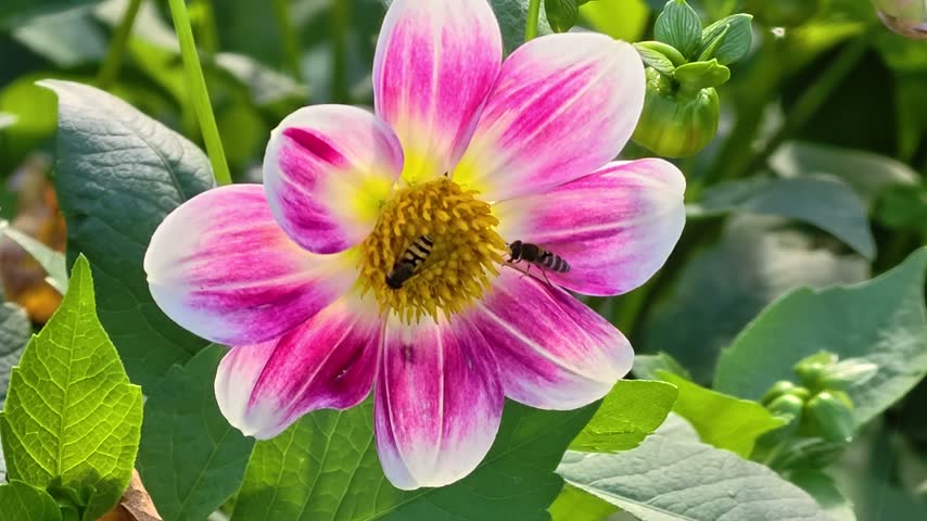 A pink and white flower with a bee sitting on it.