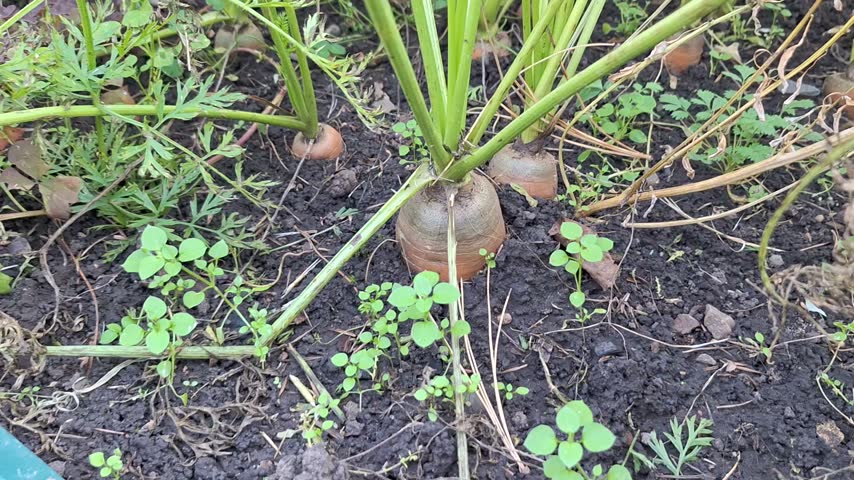 Close-up of carrots growing in soil, highlighting the visible roots and green foliage, with small plants surrounding them in a garden setting
