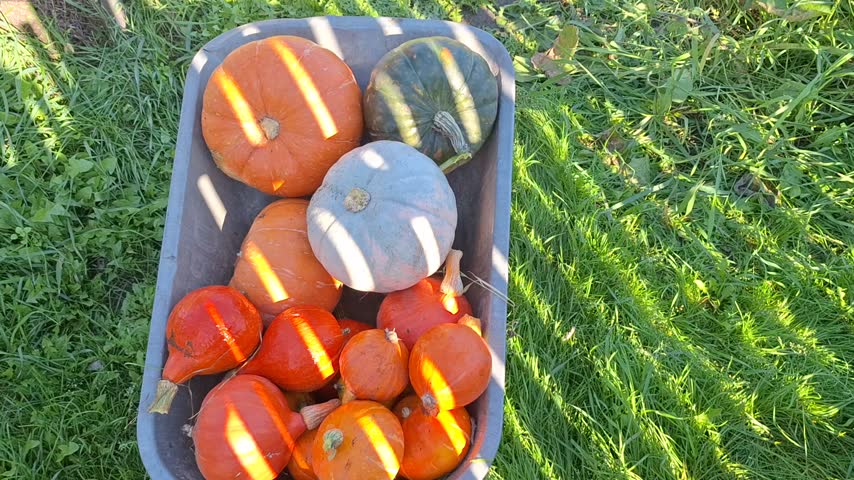 Assorted pumpkins displayed in a wheelbarrow with sunlight creating shadows on the colorful gourds resting on green grass in a rural landscape