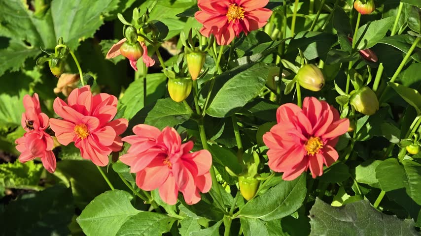 Close-up shot of a bunch of red flowers.