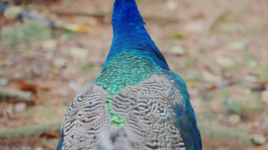 A close-up of the peacock