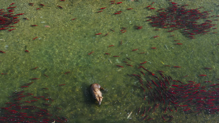 A top down view of a brown bear attempting to catch red sockeye salmon in the rivers of Katmai National Park, Alaska USA