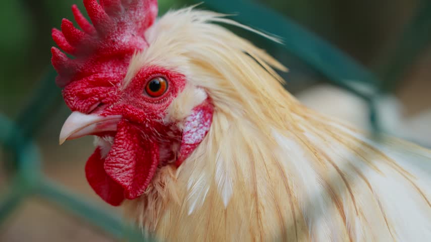 The camera is close to the head of the white rooster, with the red crown, eyes and off-white feathers clearly visible