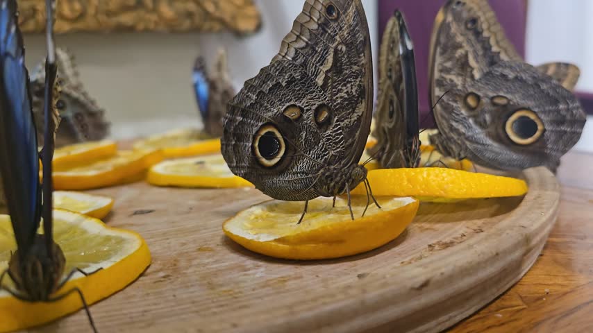 Caligo memnon rests on orange as fruit rotates to reveal its large eyespot
