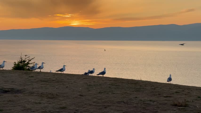 Video of Baikal Lake at sunset. View from coast of Olkhon Island to Small Sea with golden water. Seagulls (Lat. Larus) fly over water and land on shore. Scenic landscape. Nature park. Travel and outdoors