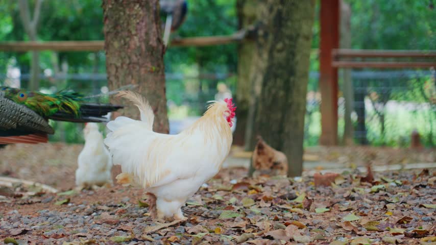 A red-crowned white rooster and a peacock lower their heads on the ground covered with fallen leaves in search of food
