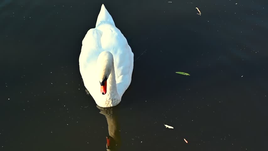 Elegant white swan gliding across calm dark pond during bright sunny day. High angle footage capturing natural movement.